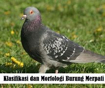 Burung Merpati Adalah Salah Satu Hewan Dalam Kelas Aves